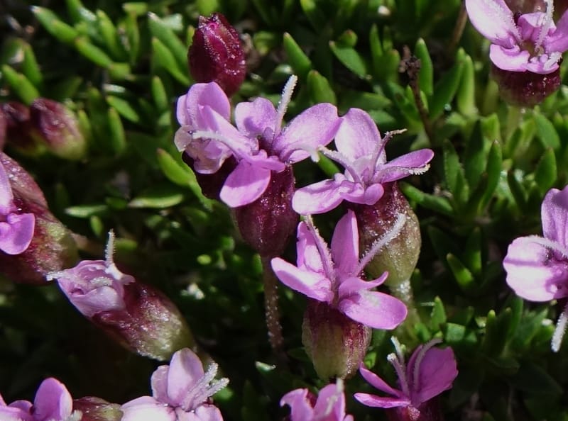 Silene exscapa, Callmander, M 1279--Switzerland. Furkapass. 1 Jul 2016. DSC06826 (166).JPG