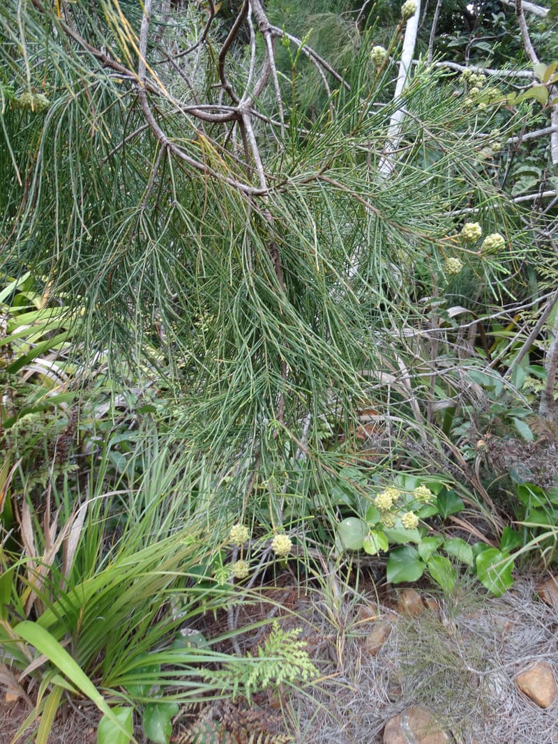 Gymnostoma, Lowry, P 7376--New Caledonia. Mont Dzumac. 12 Nov 2015. DSC01563 (570).JPG