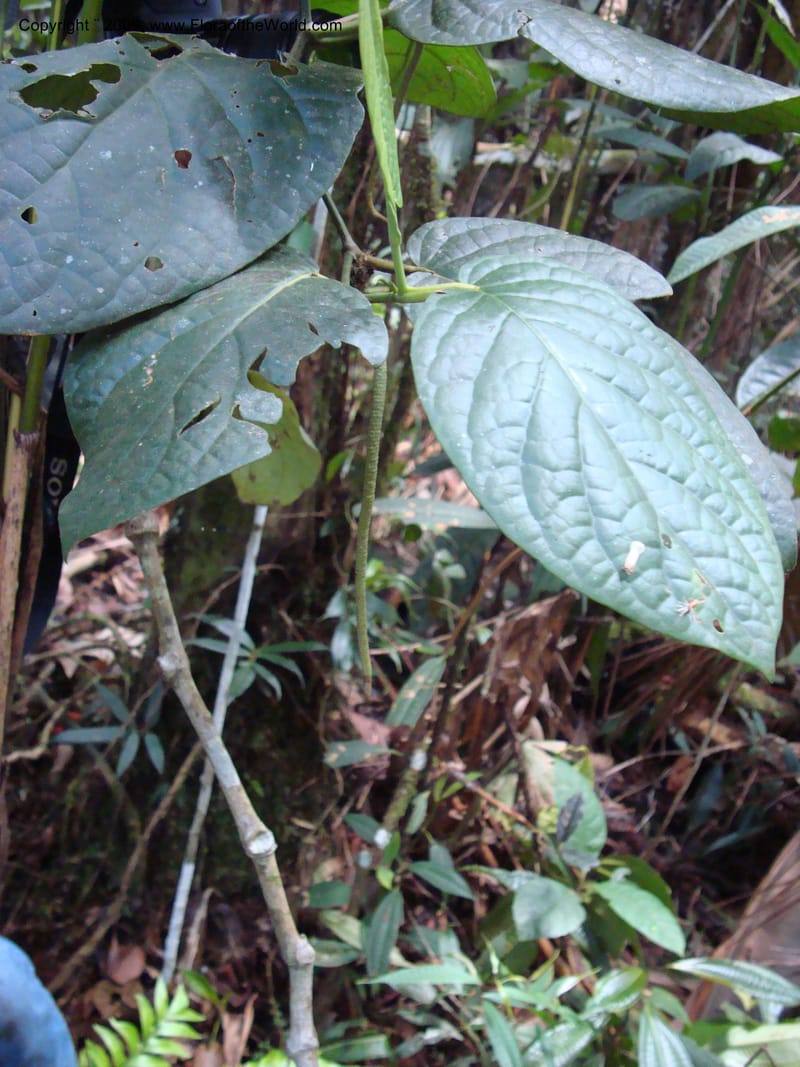 Piper, D. Neill 15925--Ecuador.ZamoraC.WawaimePlotEcuacorriente 22 Sep 2007 139 (3).jpg