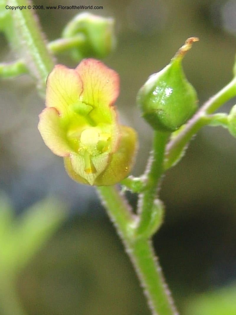 Scrophularia lanceolata, CDavidson11115--ID. Adams Co. For. Serv. Rd. 453, to Goose Lk. 20 Jul 07. 162.jpg