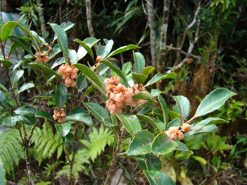 Elaeocarpus, JMunzinger4750--New Caledonia. Mandjelia. 13 Nov 07. 064.jpg