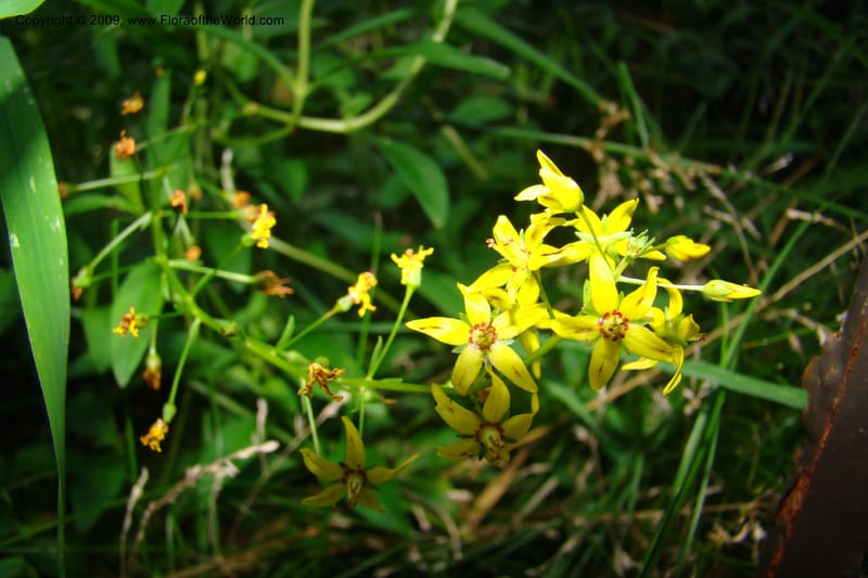 Lysimachia terrestris--New York. Brooklyn Botanic Garden. 19 July 2009. 158.jpg
