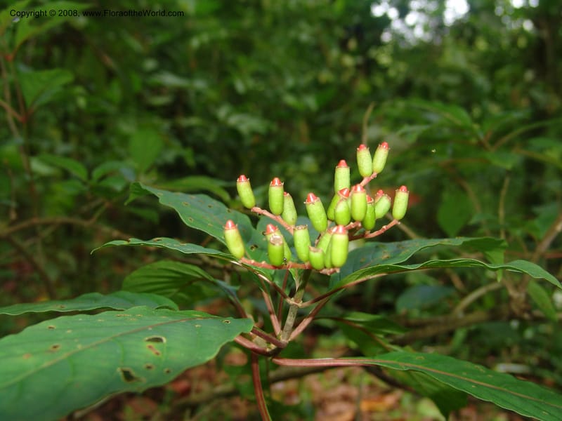 Hamelia patens--Costa Rica. Prov. Limon. La Selva Biol. Station. 5 Nov 05. 017.jpg