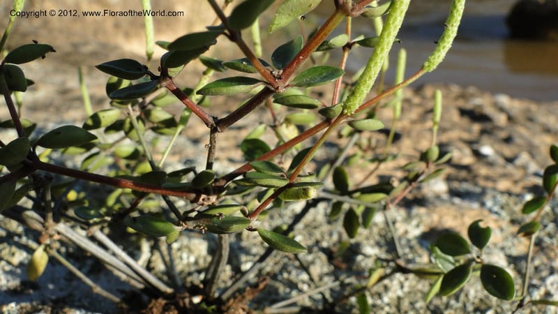 Peperomia tetraphylla, N. Manjato 150--Madagascar. Mania River. 1 May 2010 120 (12).jpg