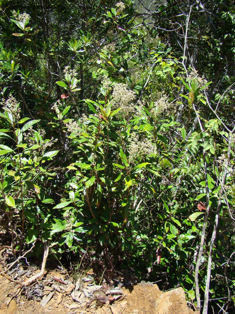 Argophyllum, JMunzinger4653--N.Caled. Dumbea Dam in Dumbea Riv, S of Noumea. 11 Nov 07. 195.jpg