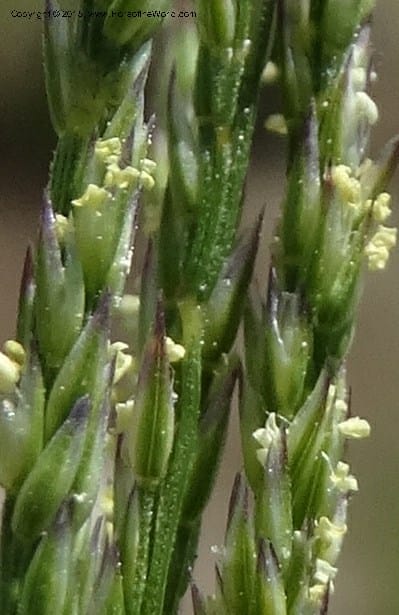 Sporobolus, Davidson, C 12579--Idaho. Valley Co. Lick Cr. Summit. 14 Jul 2014.  (121).JPG