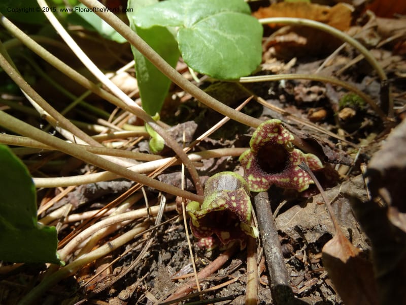 Asarum minus, Davidson, C 13010--Tennessee. Greene Co. Paint Rock, Paint Cr. 15 May 2016 (53).JPG