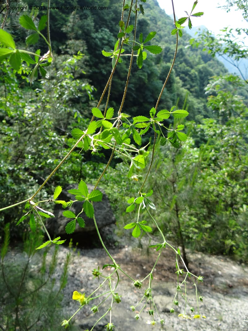Potentilla kleiniana, Li Pan 1205278--China. Zhejiang Prov. Shunxi Village. 28 May 2012. DSC00347 (316).JPG