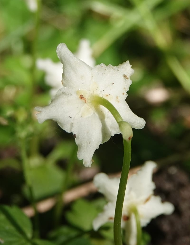 Moneses uniflora, C. Davidson 14039--ID. Valley Co. Sylvan Cr. Payette Lake. 31 July 2019. DSC01112 (1).JPG