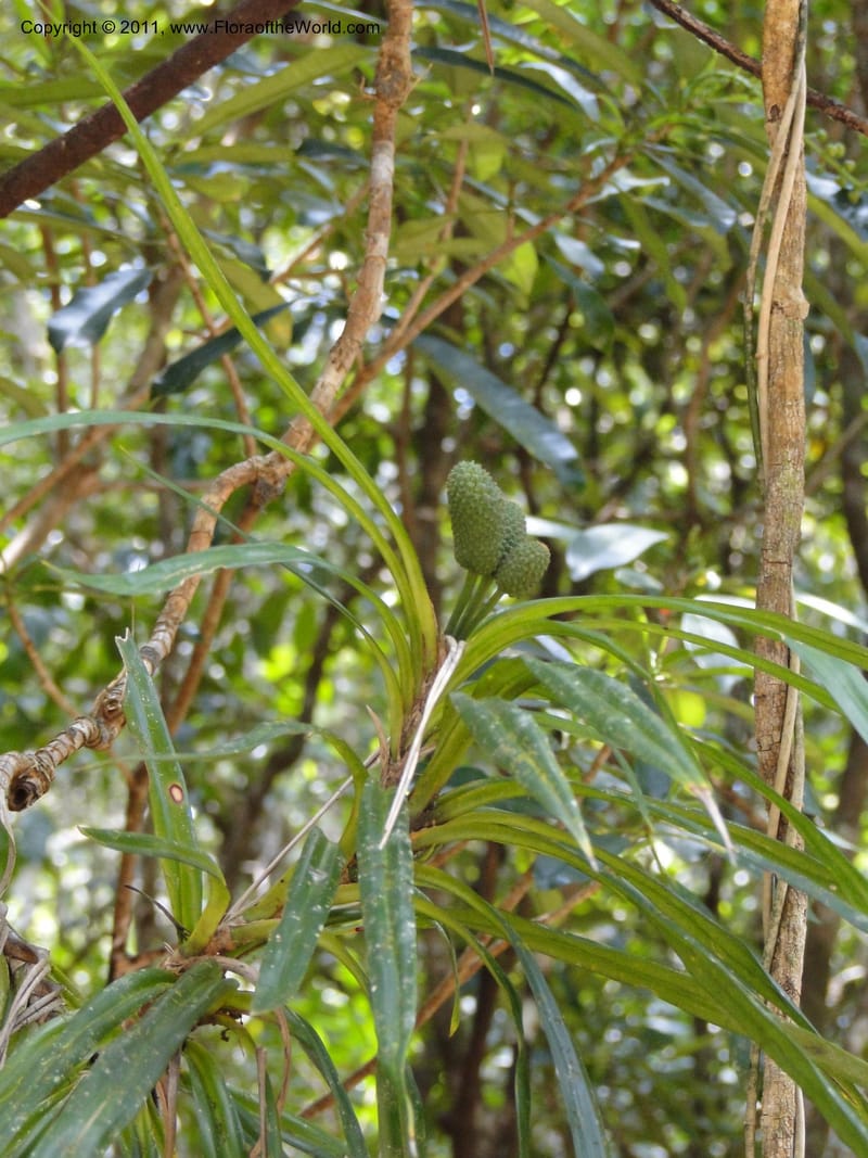 Freycinetia, M. Callmander 774--New Caledonia. Upper Tene River Valley. 19 Jan 2010. 839.JPG