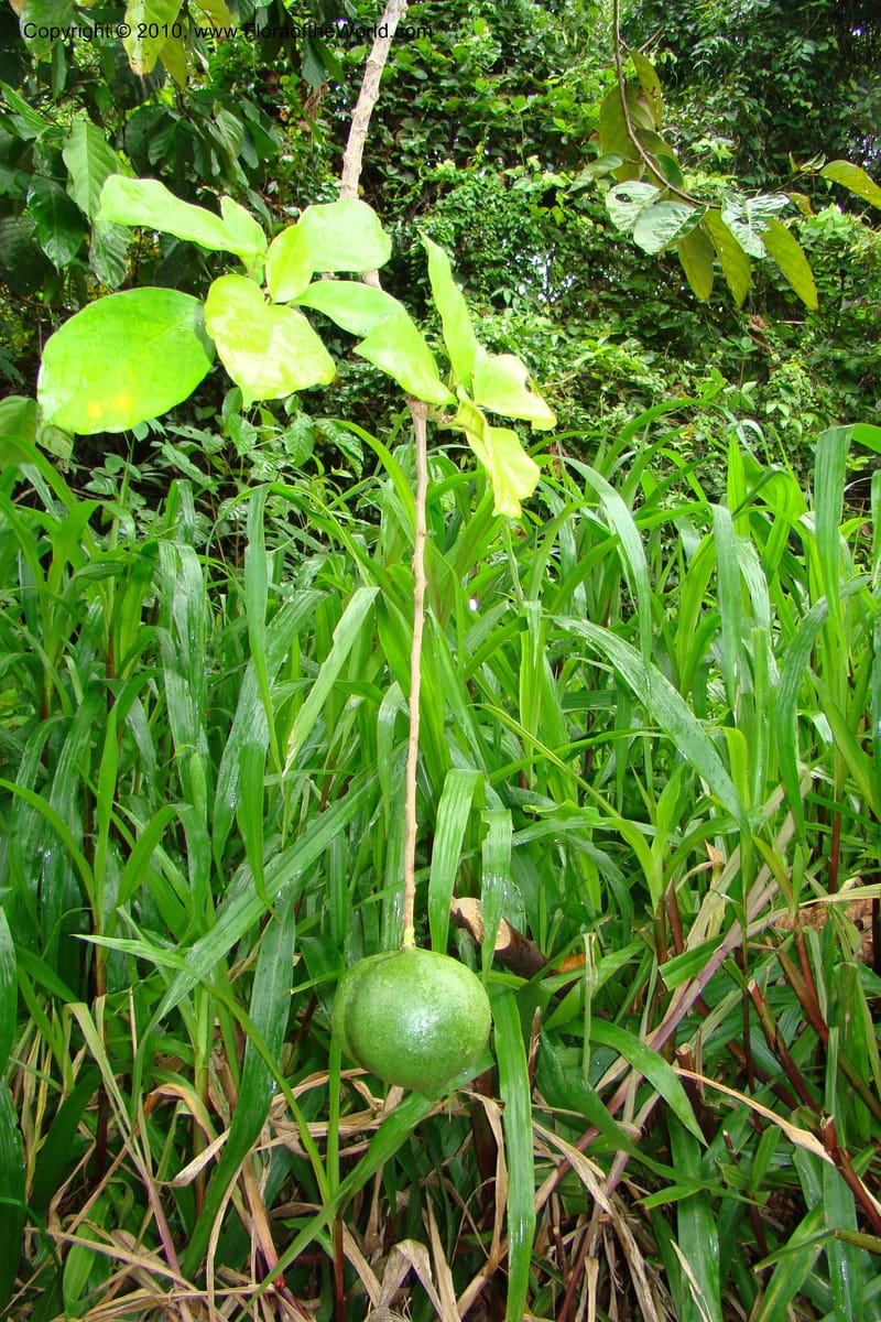Omphalea diandra, R. Vasquez 34716--Peru. Loreto. Dist. Nauta. Miraflores, Rio Tigre. 9 Nov 08. 489.jpg