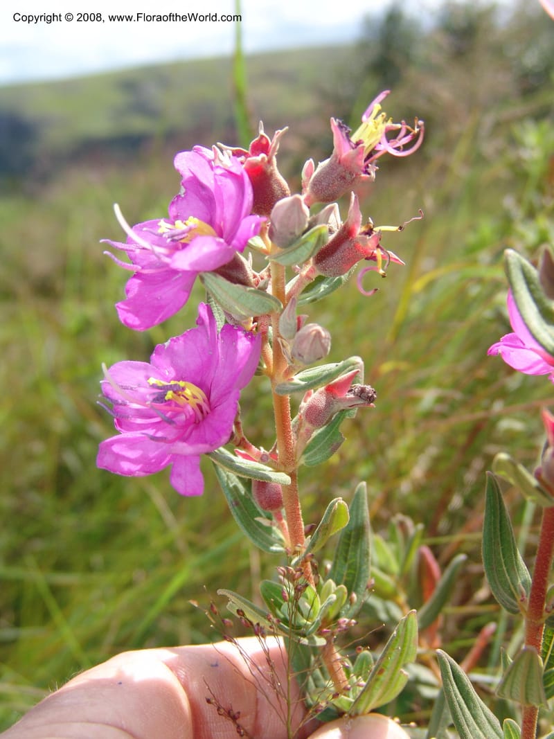Dissotis canescens--So.Africa. E. Cape. Umtamvuna Nat. Res. 11 Mch 05. 192.jpg