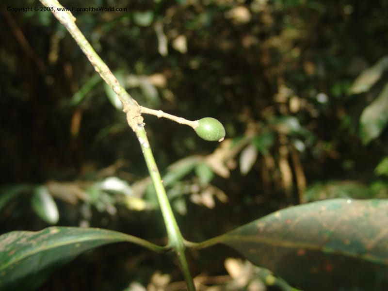 Xymalos monospora--So.Africa. Mpumal. Moodie Mts.  18 Mch 05. 350.jpg