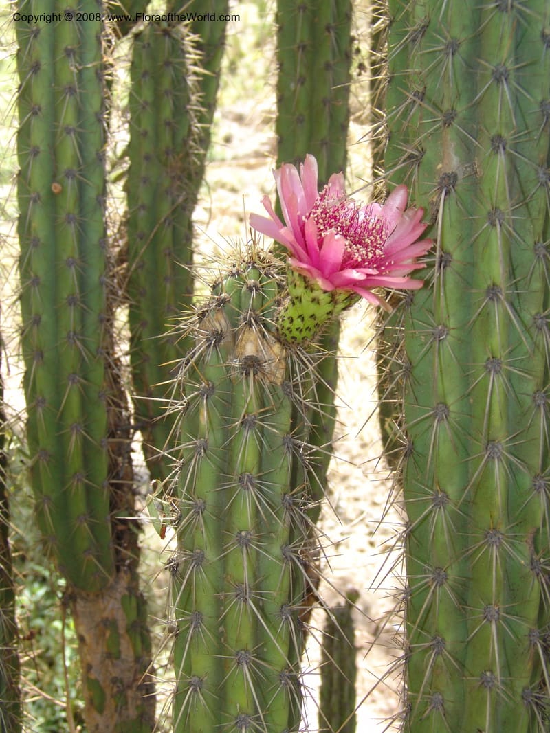 Corryocactus melanotrichus, nr. 1436--Bolivia. La Paz. Jardin Botanico La Paz. 3 Dec 04. 086.jpg
