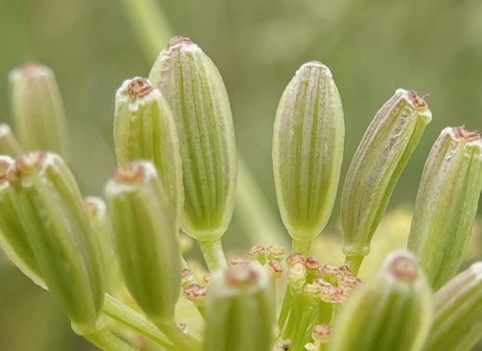 Lomatium triternatum, C. Davidson 13753--Oregon. Wallowa Co. Zumwalt.Trail Cr. Rd. 4 Jun 2018. DSC04078 (118).JPG
