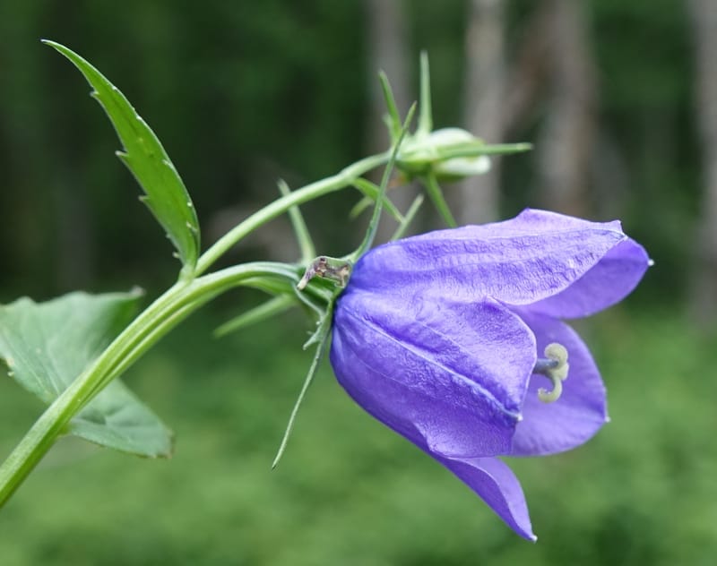 Campanula rhomboidalis, Davidson, C 13268--Switzerland. Valais. 6 km from Gletsch. 2 Jul 2016. DSC08136 (18).JPG