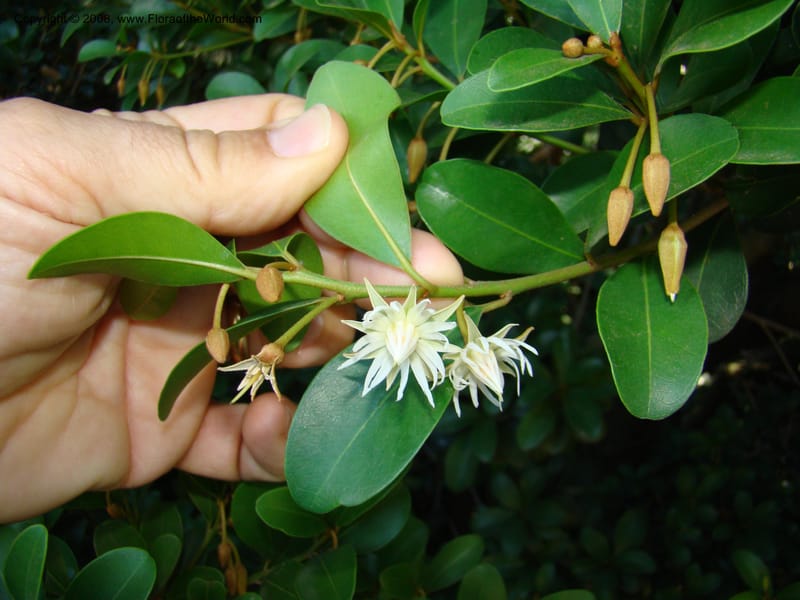 Mimusops obovata--Australia. Royal Botanic Garden, Melbourne. 19-20 Mch 08. 160.jpg