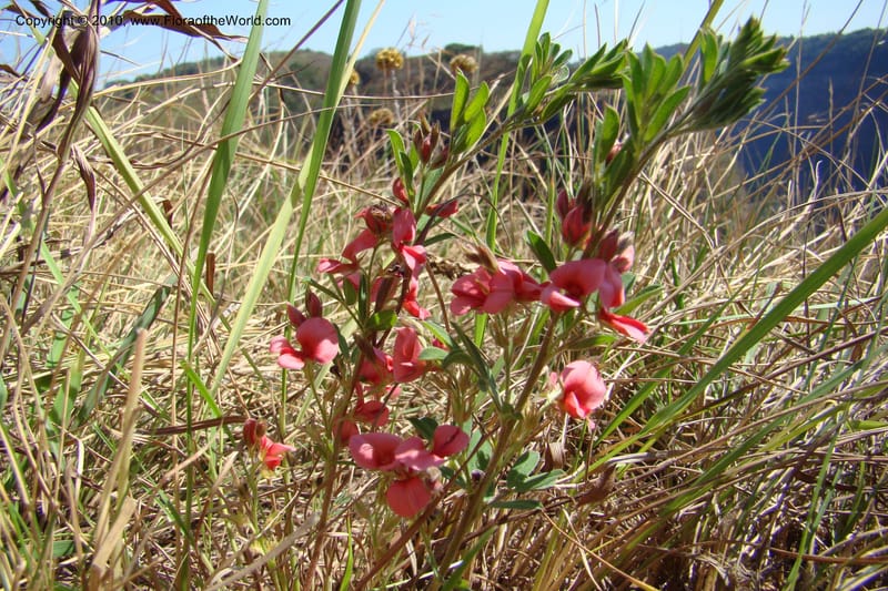 Indigofera setosa, D. Styles xx--South Africa. KwaZulu-Natal. Kloof Gorge, Durban. 29 Aug 09. 070 (20).jpg
