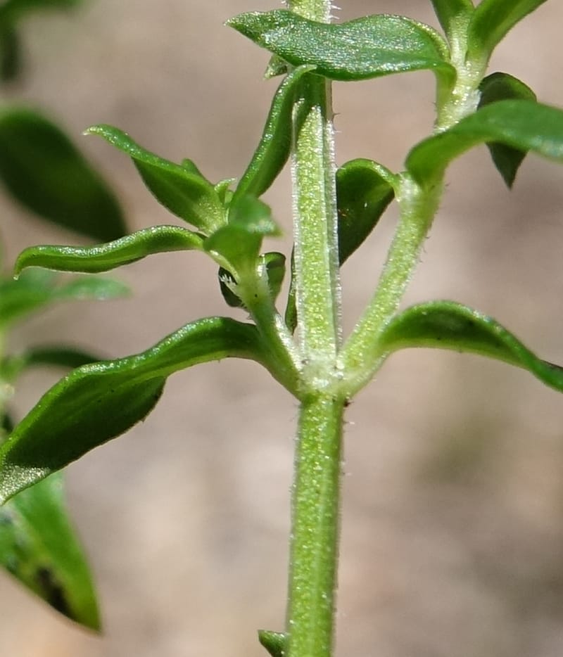 Logania serpyllifolia, Davidson, C 13471--Australia. W.A. Albany Hwy, odom 33.5. 28 Oct 2016. DSC05957 (19).JPG