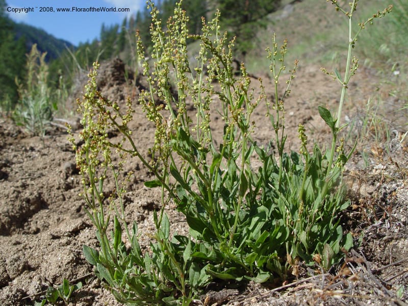 Rumex acetosella--ID. Idaho Co. Salmon R. Polly Bemis Ranch. 9 May 04. 045.jpg