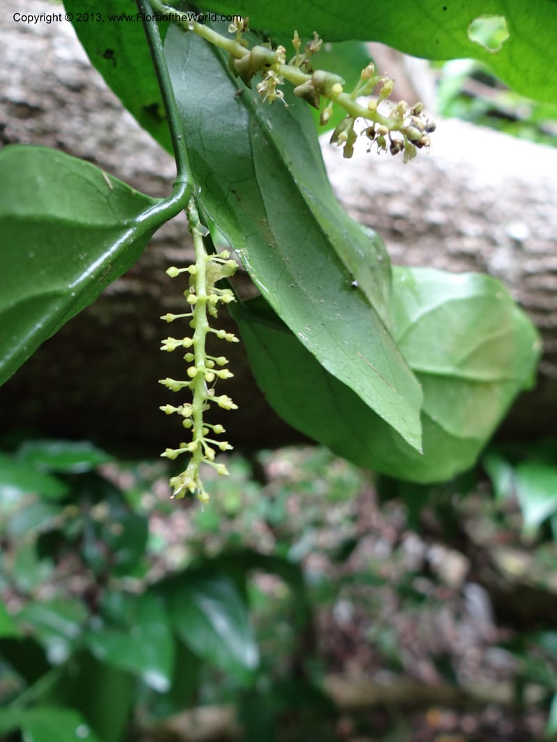 Urobotrya latisquama, VC 5585--Thailand. Prachuap Khiri Khan. Ma Rong Cave. 13 Nov 2012. (26).JPG