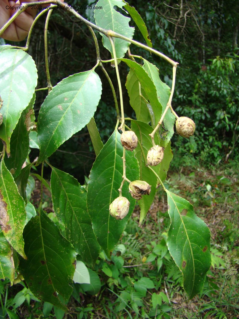 Turpinia occidentalis, NMartinezM2410--MX. Chiapas. Cta. Guapilla-Tapalapa. 13 Sep 08. 215.jpg