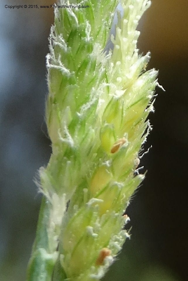 Alopecurus aequalis, Davidson, C 12610--Idaho. Valley Co. Payette Lake. Sylvan Cr. 20 Jul 2014. DSC00669 (131).JPG