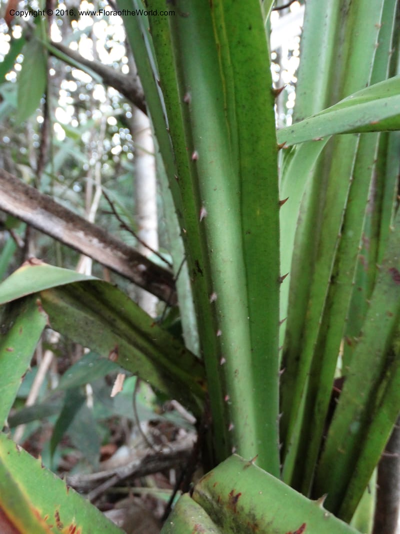 Pandanus occultus, Callmander, M 1184--Sabah. G. Silam. 1 Oct 2014. DSC00937 (26).JPG
