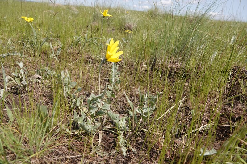 Balsamorhiza incana, C. Davidson 13776--Oregon. Wallowa Co. Trail Cr. Rd. Stop 1. 5 Jun 2018. DSC04910 (20).JPG