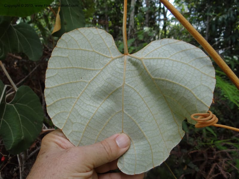 Ampelocissus, SAN.153249--Malaysia, Sabah. Tawai For. Res. 9 Apr 2012. DSC07890 (140).JPG