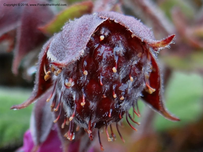 Rubus, Ulloa, C 2384--Ecuador. Azuay. Matanga. 2 Oct 2012. DSC06351 (325).JPG