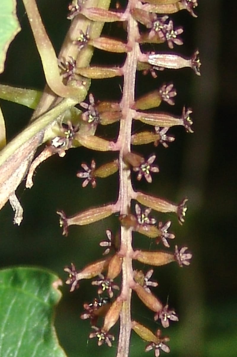 Dioscorea, Croat94641--Ecuador. Prov. Pichincha. Nono-Tandayapa. 14 Feb 05. 281a.jpg