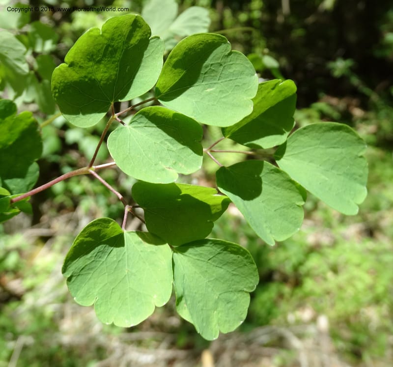 Thalictrum clavatum, Davidson, C 12989--North Carolina. Clay Co. Perry Gap Rd, Barnard's Cr. 13 May 2015. DSC04860 (278).JPG
