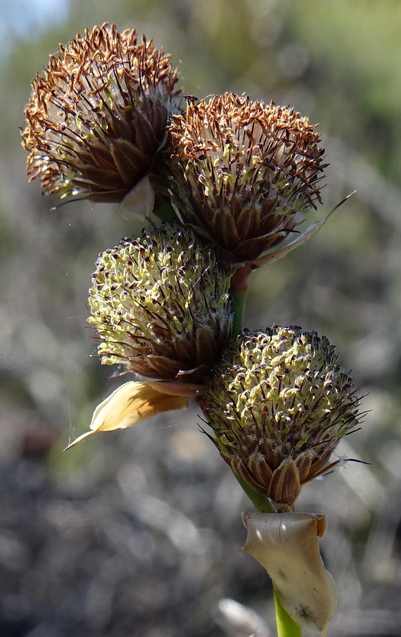 Lepidobolus chaetocephalus, Davidson, C 13414--Australia. Kingia locality. 23 Oct 2016. DSC04566 (182).JPG