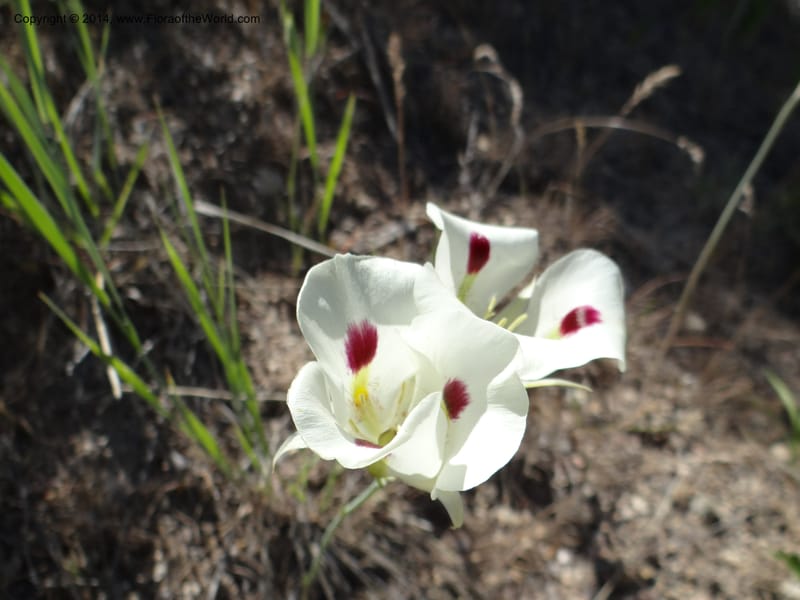 Calochortus eurycarpus, Davidson, C 12189--ID. Boise Co. 5.2 miles west of Long Gulch-Rattlesnake Cr. jct. 15 Jun 2013. DSC06555 (2).JPG