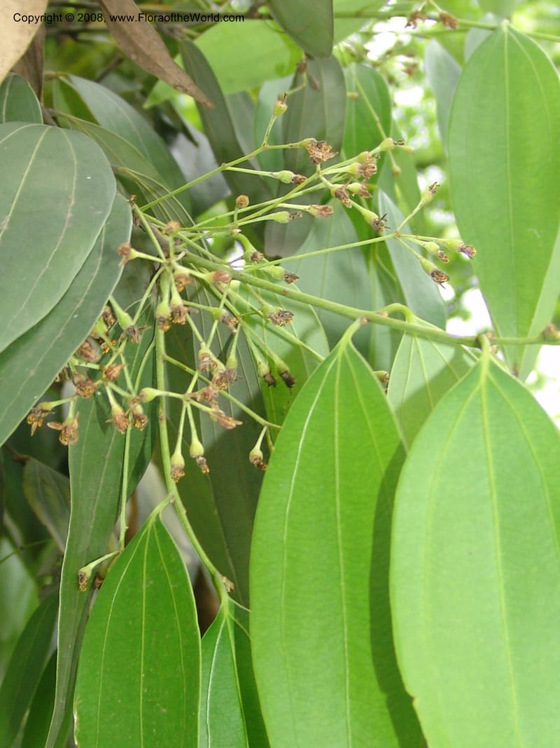 Cinnamomum jensenianum, 040920901--China. Hubei. Wuhan Botanical Garden. 24 Apr 07. 212.jpg