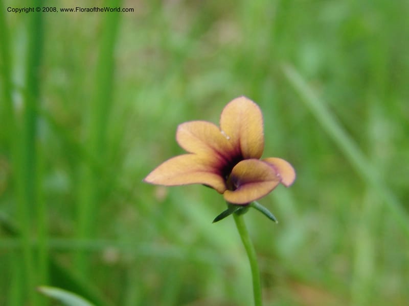 Monopsis scabra--So.Africa. E. Cape. Umtamvuna Nat. Res. 11 Mch 05. 233.jpg
