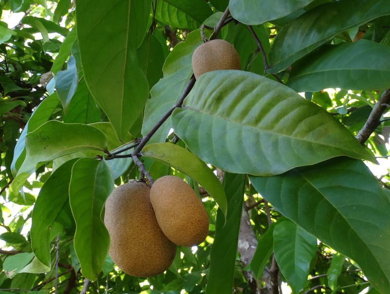 Atuna racemosa, Munzinger, J 7370--Fiji. Wailevu Rd. 6 Nov 2015. FDSC09813 (4).JPG