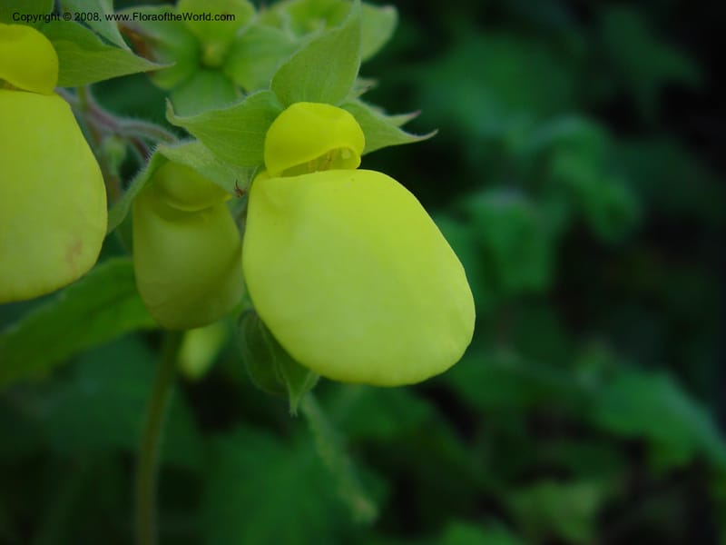 Calceolaria tomentosa, 36.1783--CA. UC Berkeley Bot. Gard. 10 Feb 03.  093.jpg