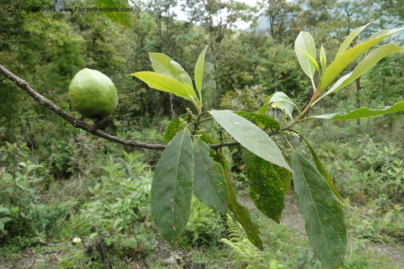 Elaeocarpus, Regalado 1804--Viet Nam. Trail to Siu Chai Commune. 5 May 2011. 221 (3).jpg