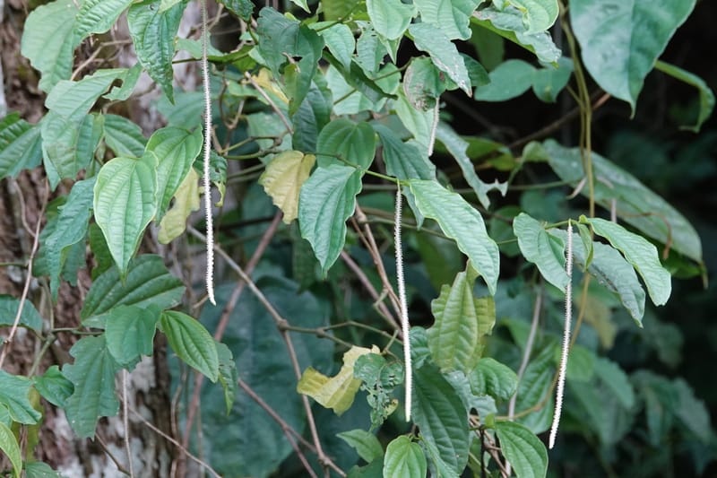 Piper bonii, D. Boufford 44107--China. Yunnan. Lao jun Shan. 30 Apr 2018. DSC00424 (381).JPG