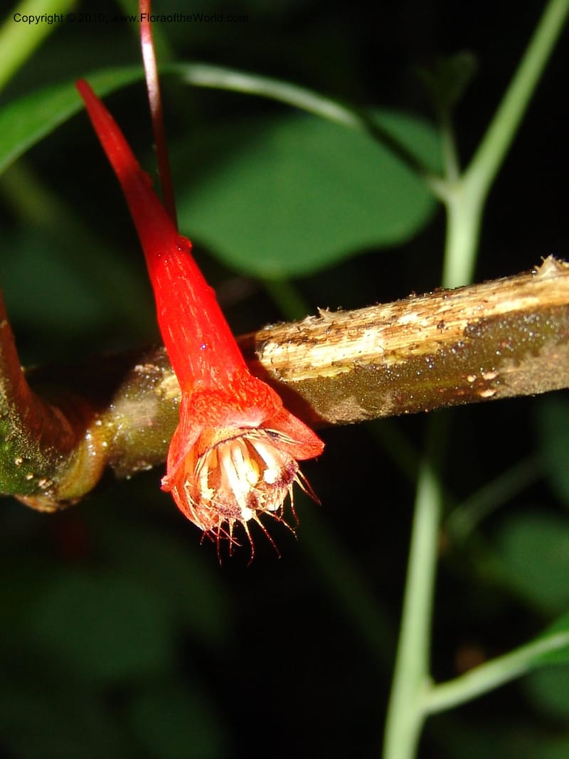 Tropaeolum emarginatum, Croat 96216--Ecuador. Centro Cientifico Rio Palenque. 22 Mar 06. 021 (8).jpg