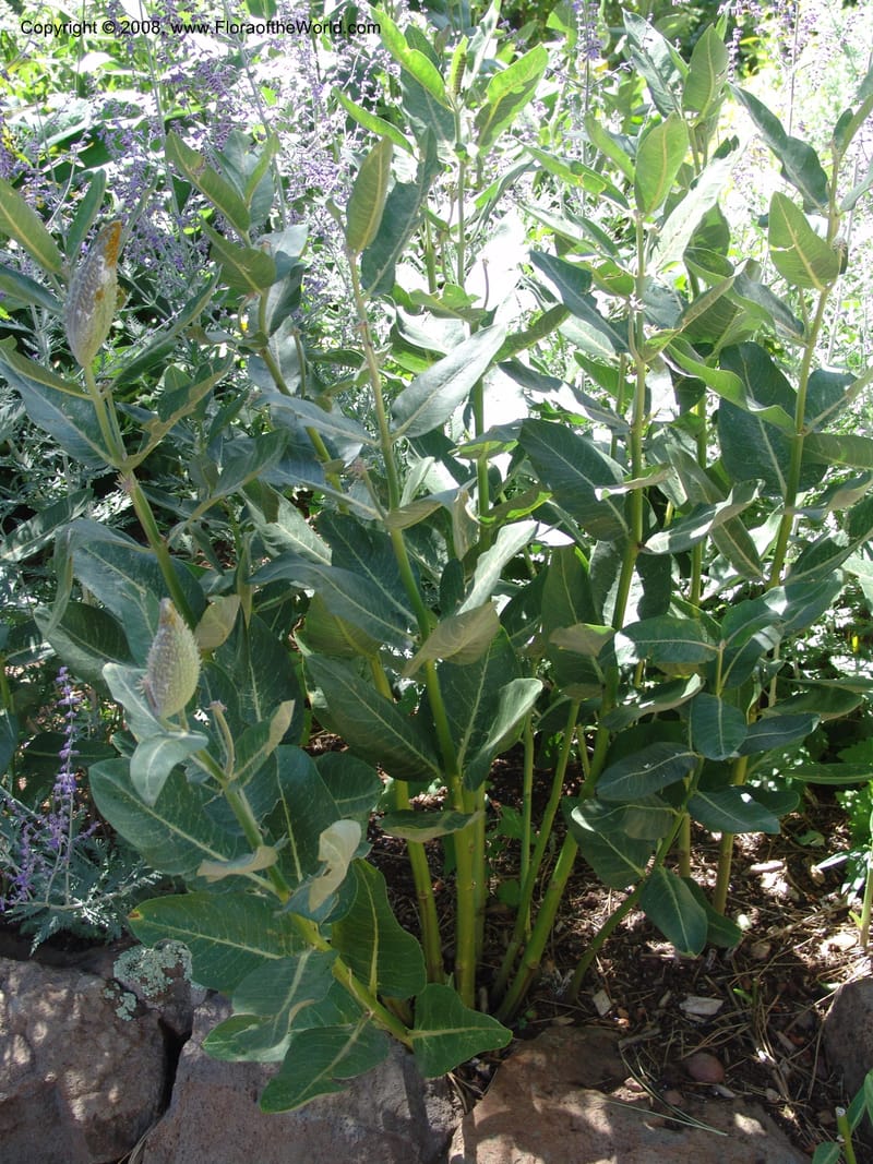 Asclepias speciosa--AZ.  Arboretum at Flagstaff. 3 Sep 04.  010.jpg