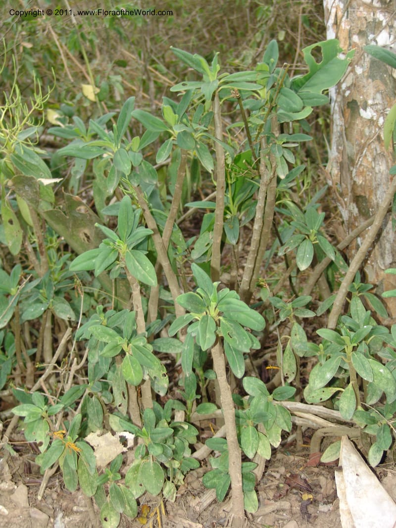 Peperomia vestita, AraujoM2911--Bolivia. F. Tamayo. Rio Machariapu. 17 Sep 06. 582 (14).jpg