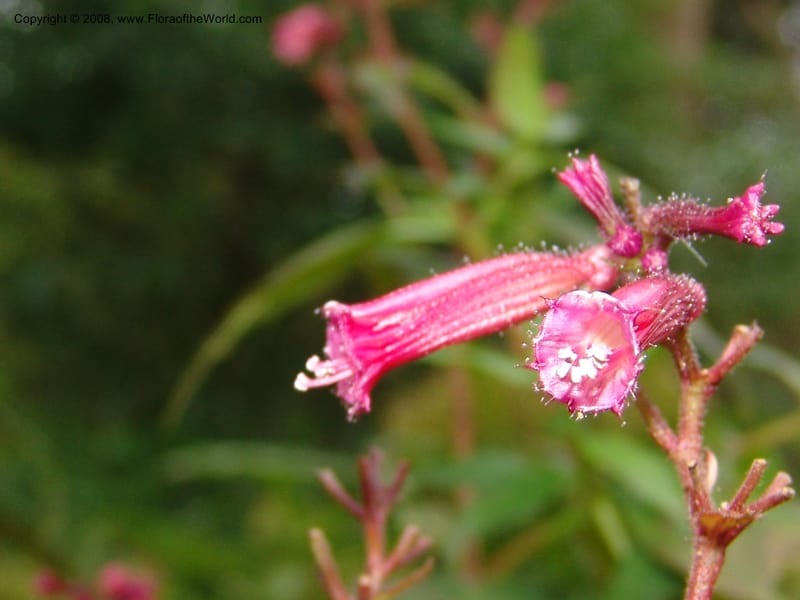 Cuphea subuligera--CA. San Francisco Botanical Garden (Strybing Arb.). 30 Mch 06. 299.jpg