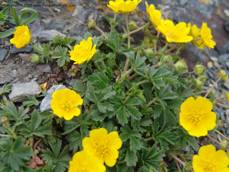 Potentilla--Georgia. Kazbeki . Trail-road to Sameba Church. 2 Jun 05. 397.jpg