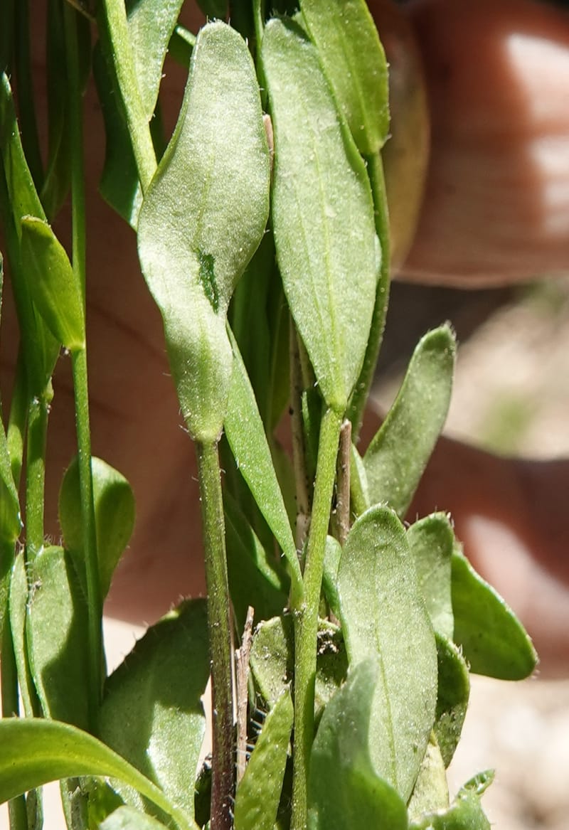 Arabis nuttallii, C. Davidson 14036--ID, Valley Co. Elkl Summit. 18 July 2019. DSC00995 (52).JPG