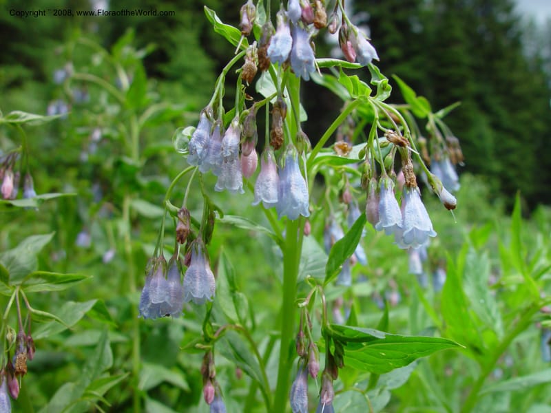 Mertensia--ID. Adams Co. Ca. Hwy 55, twd Brundage Mtn. 21 Jun 03. 051.jpg