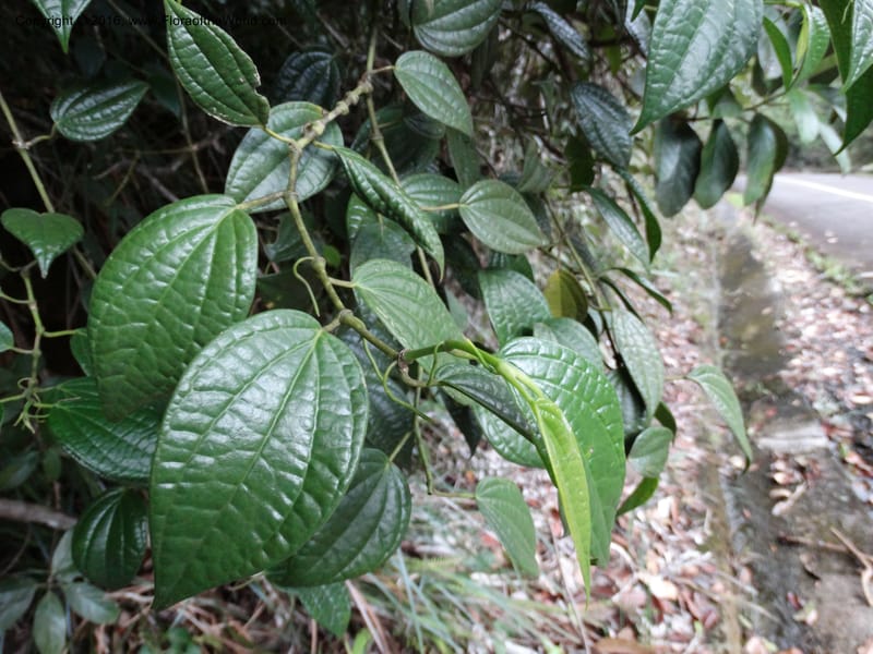 Piper, Davidson, C 12647--Sabah. G. Silam. 1 Oct 2014. DSC00937 (118).JPG