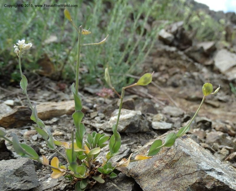 Noccaea fendleri, Davidson, C 12589--ID. Idaho Co. Seven Devils Camp Ground. 15 Jul 2014. DSC00113 (69).JPG